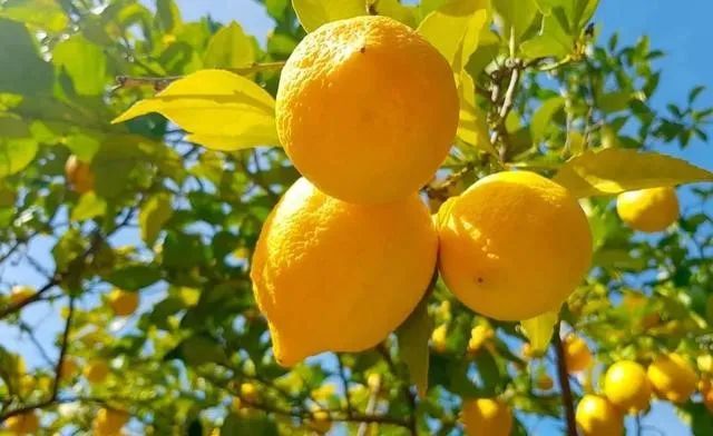 【動(dòng)植物檢疫】進(jìn)口烏茲別克斯坦檸檬植物檢疫要求