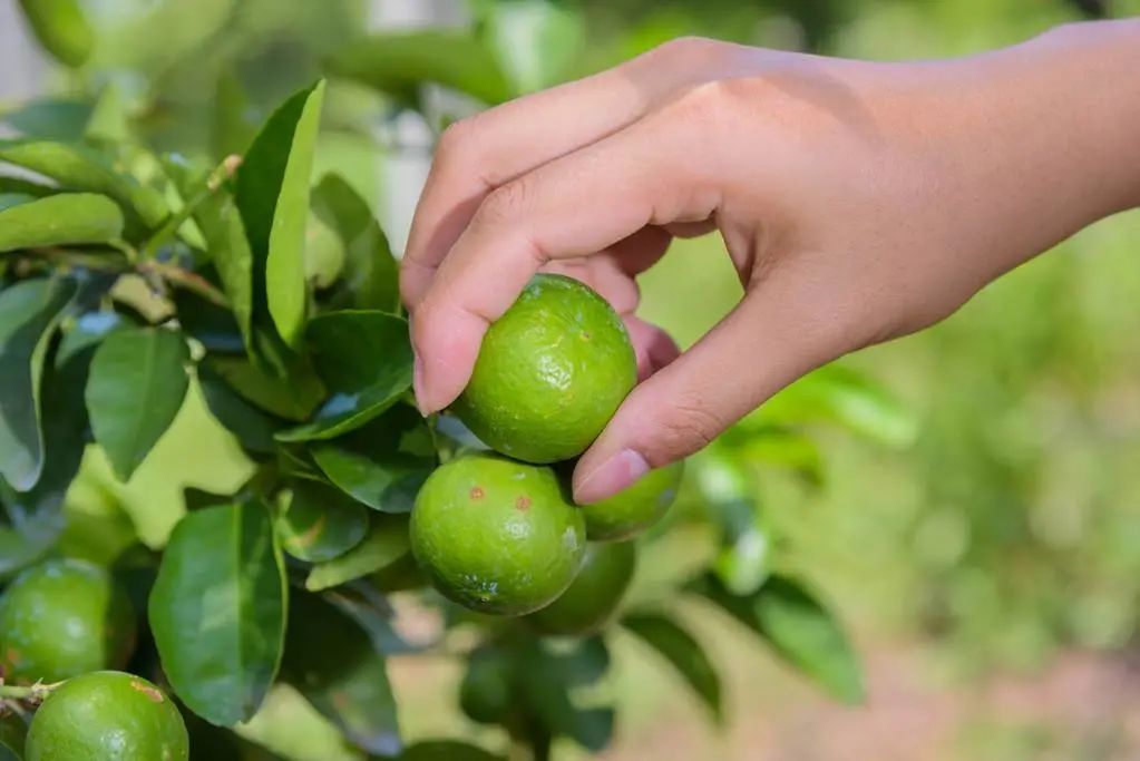 進(jìn)口烏茲別克斯坦檸檬植物檢疫要求